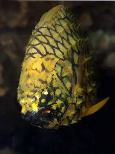 Pineapple fish, Shiprock by Doug Anderson 